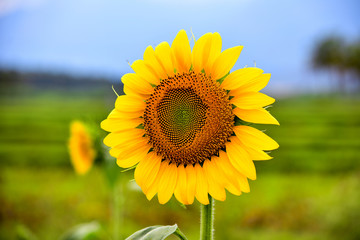Fototapeta premium Growing Sunflowers