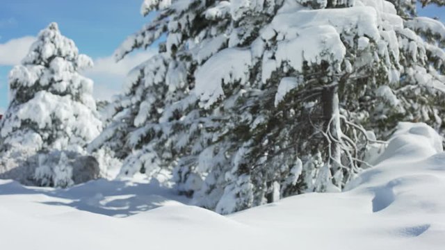 Snowy hills next to evergreens covered in snow and ice background plate