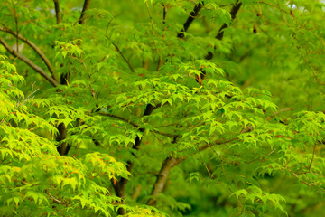 Green maple leaves in the natural park for natural background