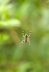 SPIDER AT CENTRE OF WEB IN CLOSE UP