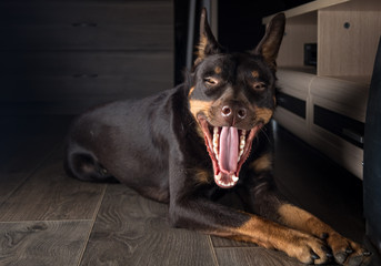 Dog breed Australian Kelpie portrait in an apartment on the laminate