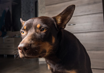 Dog breed Australian Kelpie portrait in an apartment on the laminate