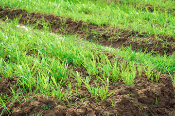 Baby Water Spinach plants (pomoea aquatica) in the garden