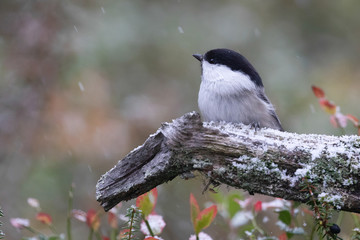 Willow tit