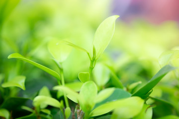 Blur and soft beautiful green leaves background