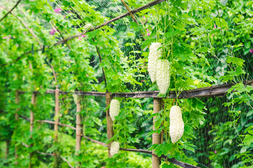 Bitter gourd plants in a farm