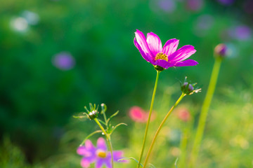 Blur and soft beautiful pink cosmos flowers