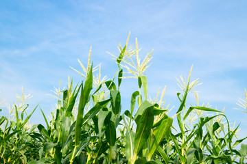Corn field with blue sky.