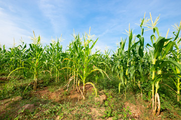 Corn field with blue sky.