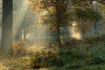 Misty Fall Trees in Meadow