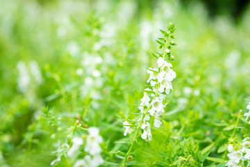 Beautiful White Angelonia flower or Angelonia goyazensis in the garden