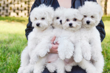 Woman holding four Bichon Frise dogs outdoors