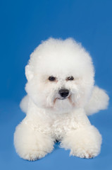 Adult Bichon Frise dog lying against light blue background. Studio shot