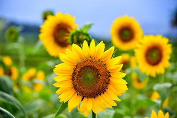 Orange Hybrid Sunflower