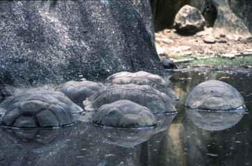  Giant Aldabra Seychelles tortoise (Aldabrachelys gigantea), Union Estate Park, La Digue, Republic of Seychelles, Indian Ocean, Africa