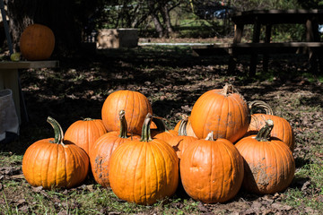 Fall festival Pumpkin Family