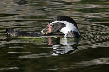 Humboldtpinguin (Spheniscus humboldti) putzt sich im Wasser
