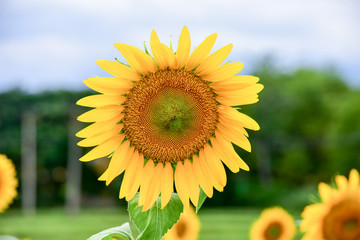 Yellow sunflowers in bloom