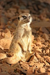 Zwinkerndes Erdmännchen (Suricata suricatta)