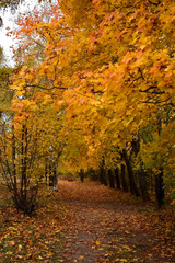 Autumn park with yellow trees along the path covered with fallen leaves
