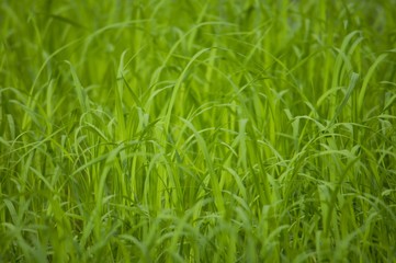 green rice in filed