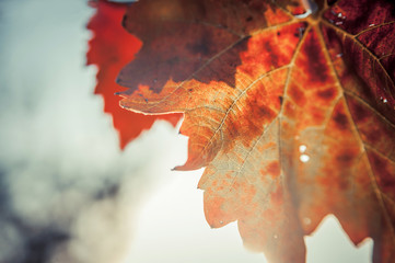 Fototapeta na wymiar Creative layout of colorful autumn leaves. Season concept. Copyspace included.
