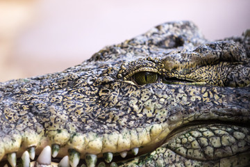 Krokodil Augen