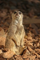 Fototapeta premium Wachendes Erdmännchen (Suricata suricatta) 