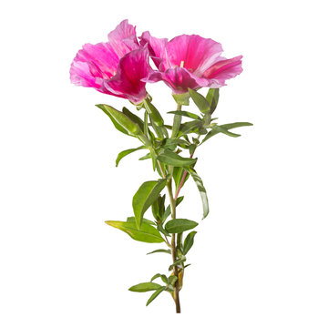 Godetia flower isolated. A branch of beautiful pink and purple spring flowers