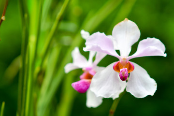 Singapore orchids species