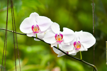 Singapore orchids species