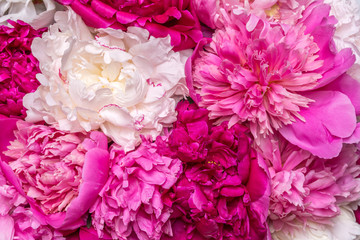 A bouquet of peonies with water drops. Spring violet flowers.