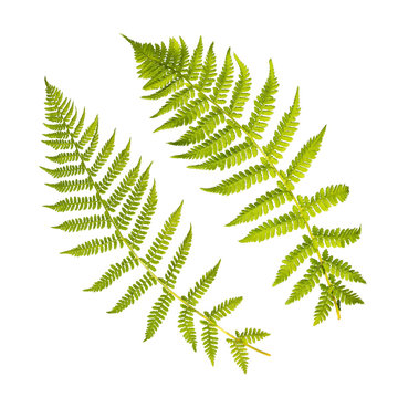 Fresh fern leaves isolated on white background