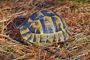 Beautiful turtle in the forest closeup