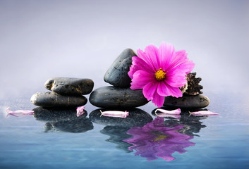 Black spa stones and pink cosmos flower with reflection in water.