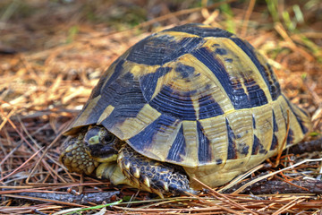 Beautiful turtle in the forest closeup