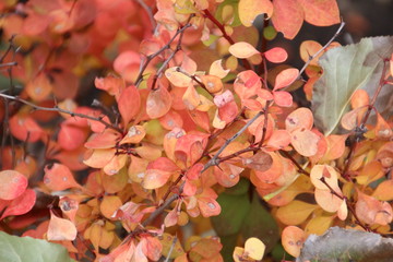 Colours Of Autumn, U of A Botanic Gardens, Alberta