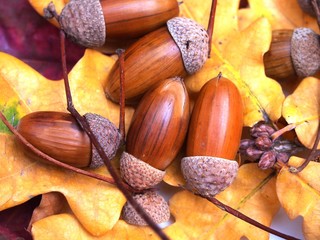 Acorns lie on the yellow fallen leaves of oak. Photo on white background.