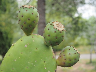 Frutos de la tuna o chumbera, conocidos como higo chumbos.