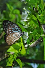 butterfly and flower