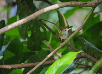bird on tree