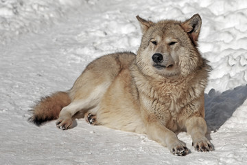 adult fluffy gray wolf lying on the snow
