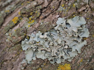 Líquenes sobre la corteza de un árbol