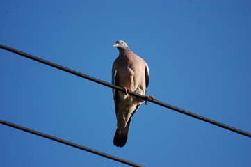 birds on wire
