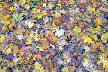 texture of autumn colored maple leaves on the ground