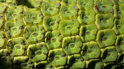 Obraz premium botanischer garten 
