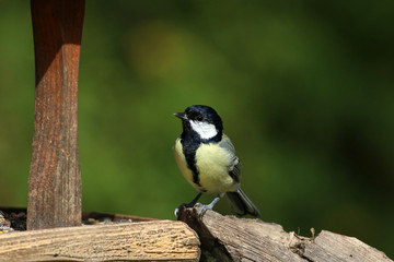 Obraz premium Kohlmeise am Futterhaus