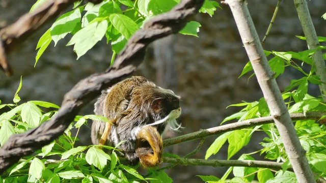 Protective mperor tamarin carying two babes hissing at another tamarin. (zoo)