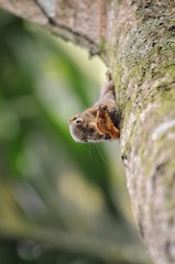 squirrel on tree