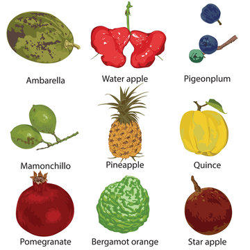 9 different fruits on a white background